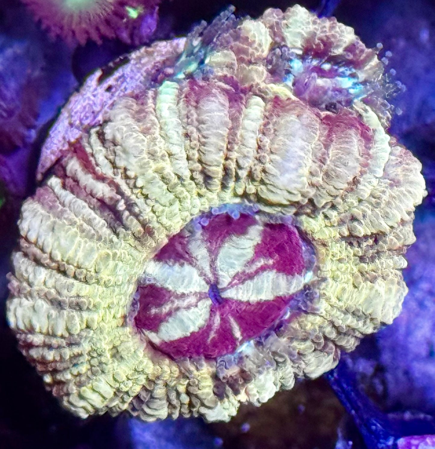 Golden basket acan w/ babies