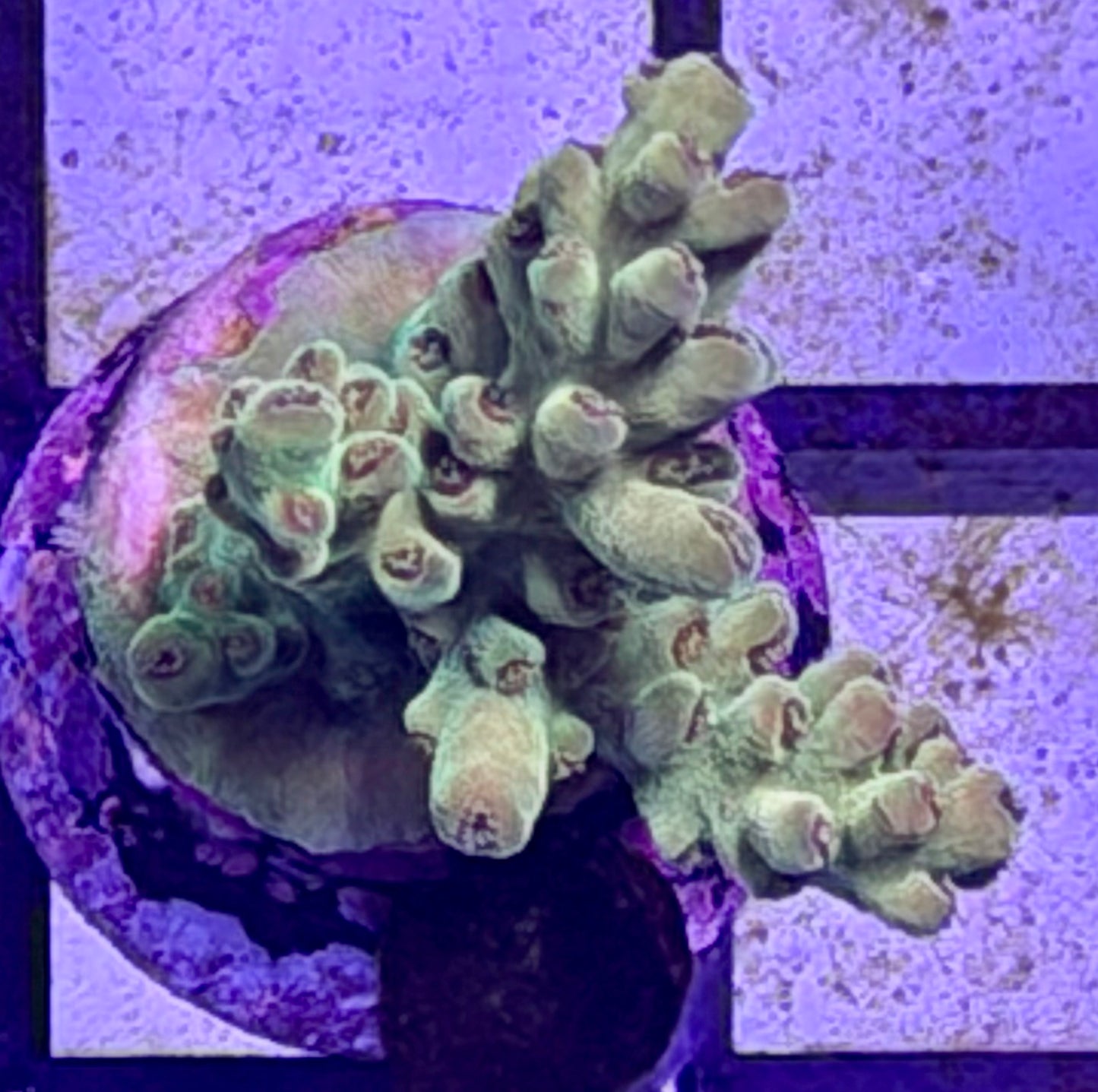 DBC Cacti