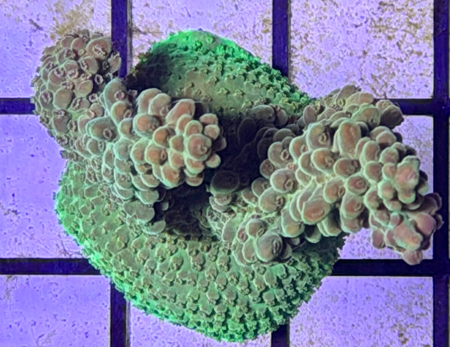 DBC Cacti