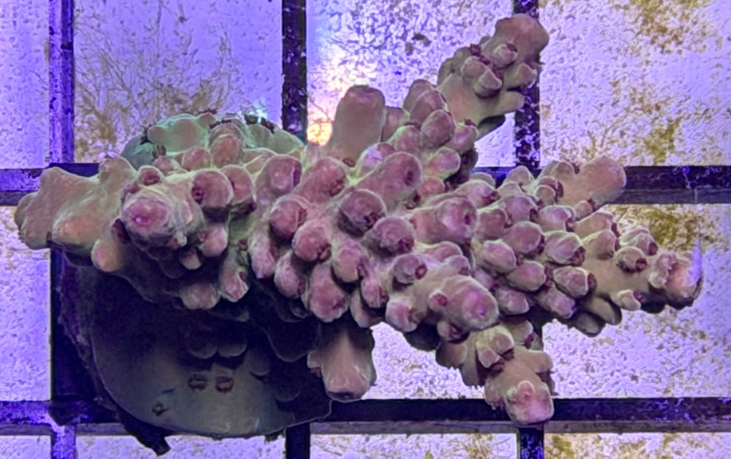 DBC Cacti