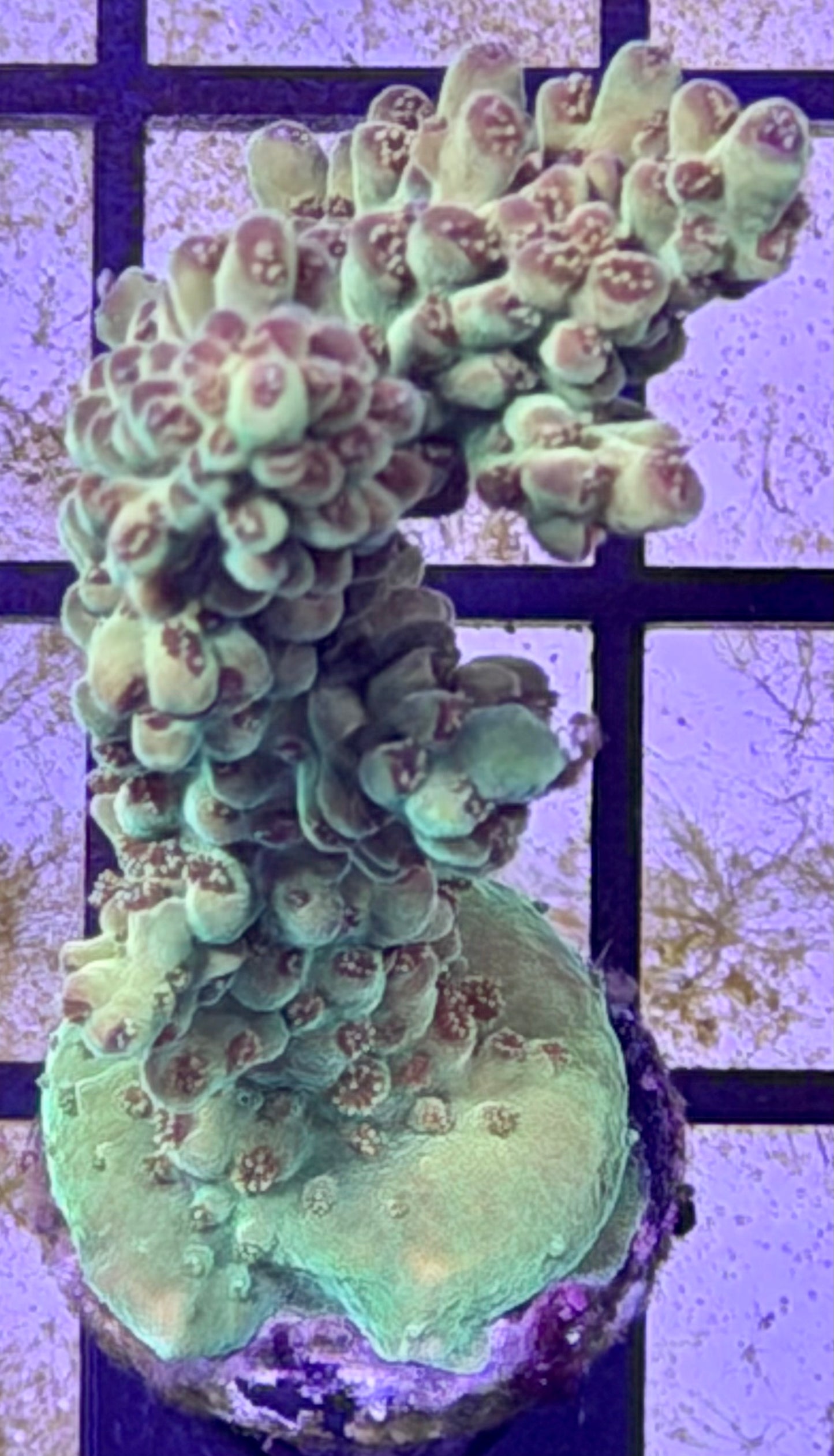 DBC Cacti