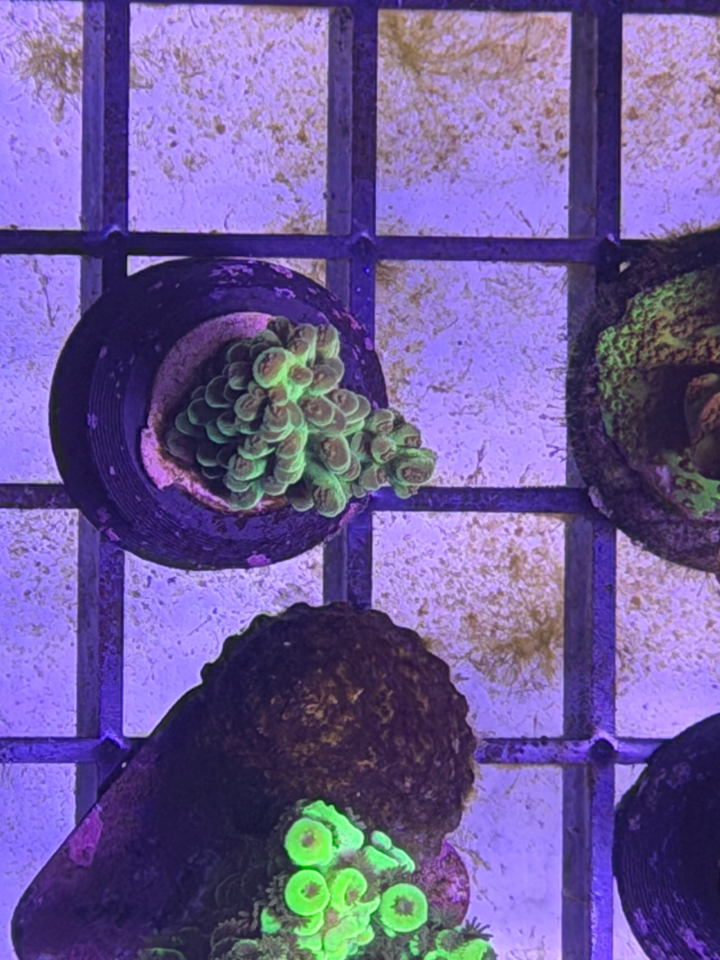 DBC Cacti