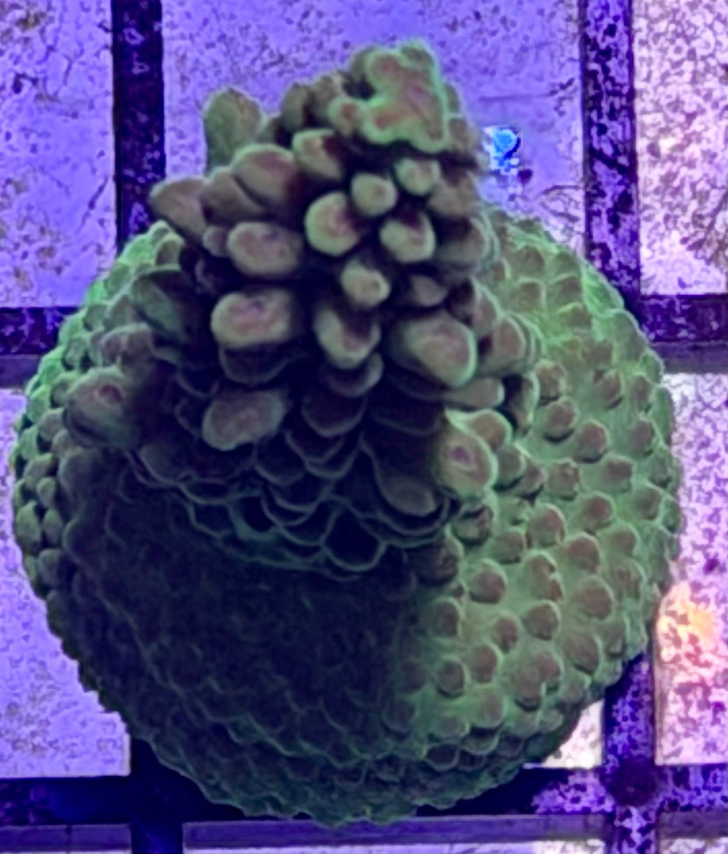 DBC Cacti