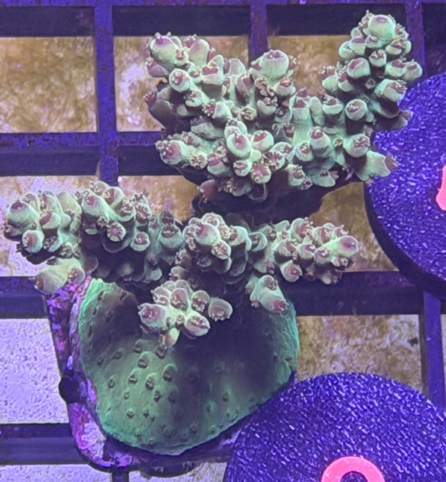 DBC Cacti