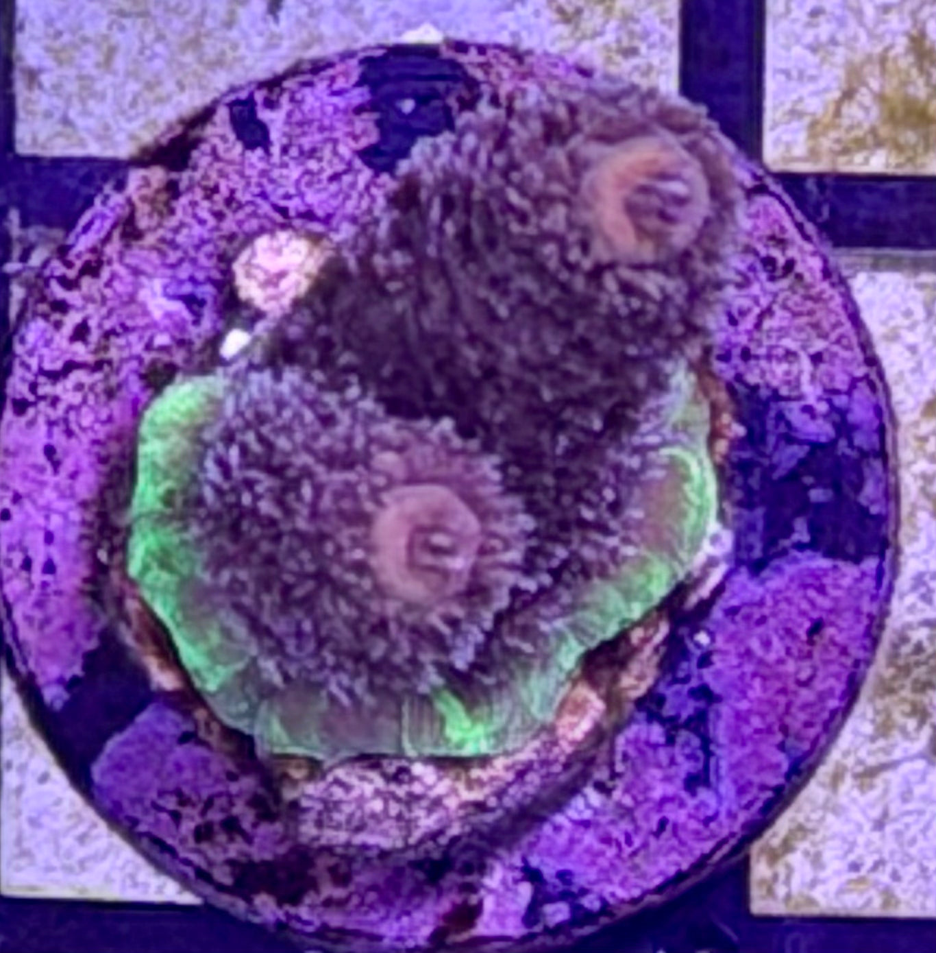 DBC Fuzzy Navel