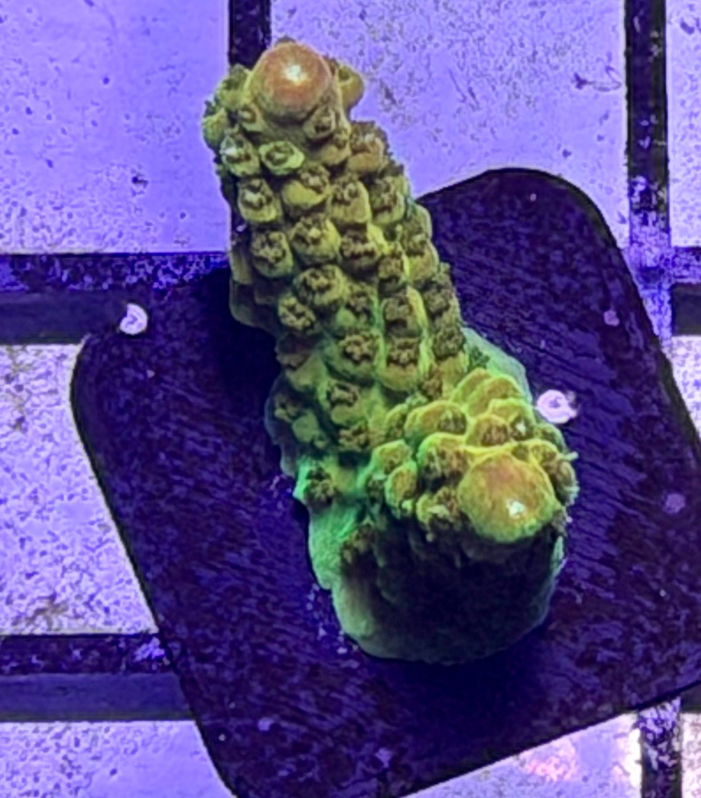 DBC Orangeaid