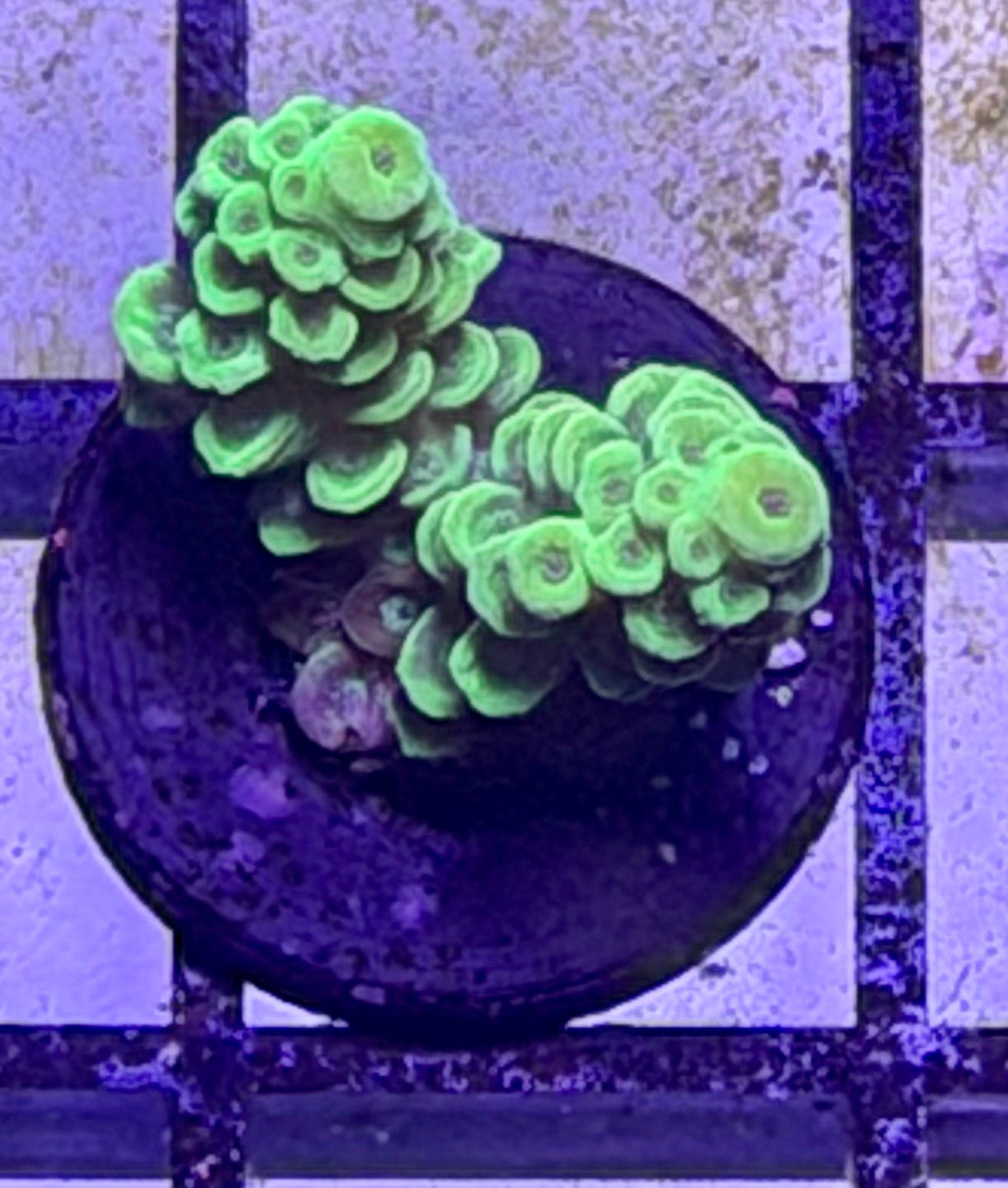 DBC Greenie