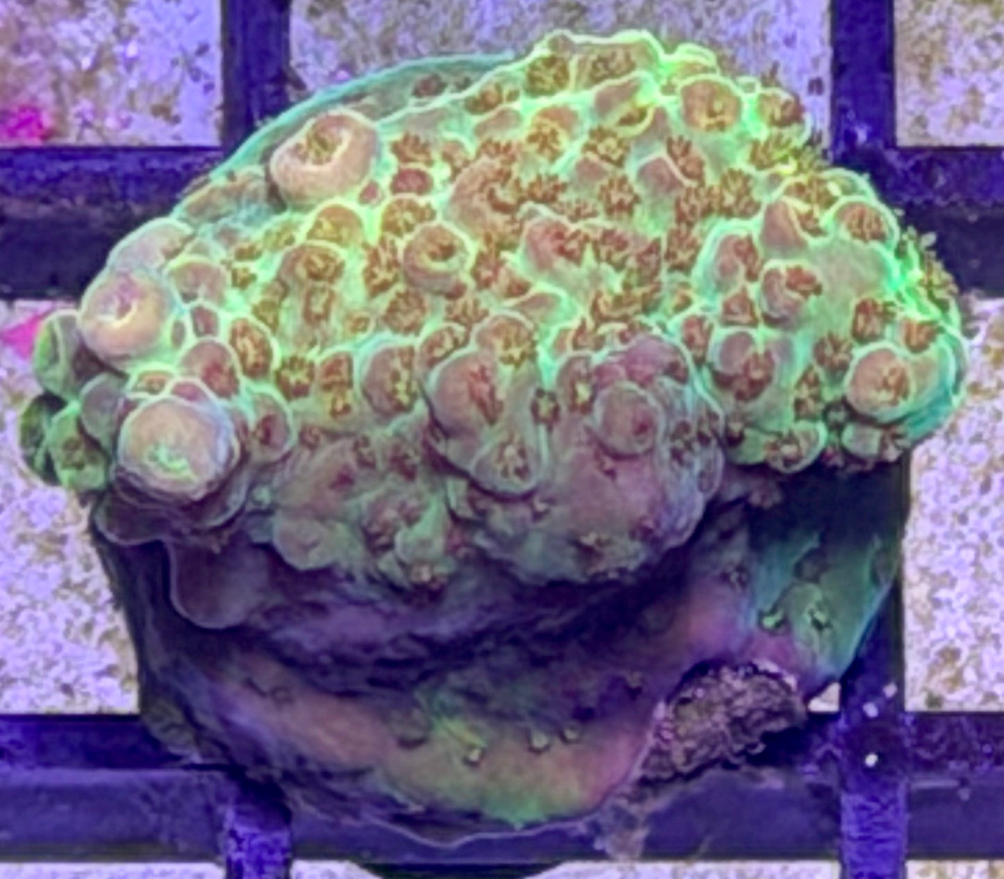 DBC Pebbles