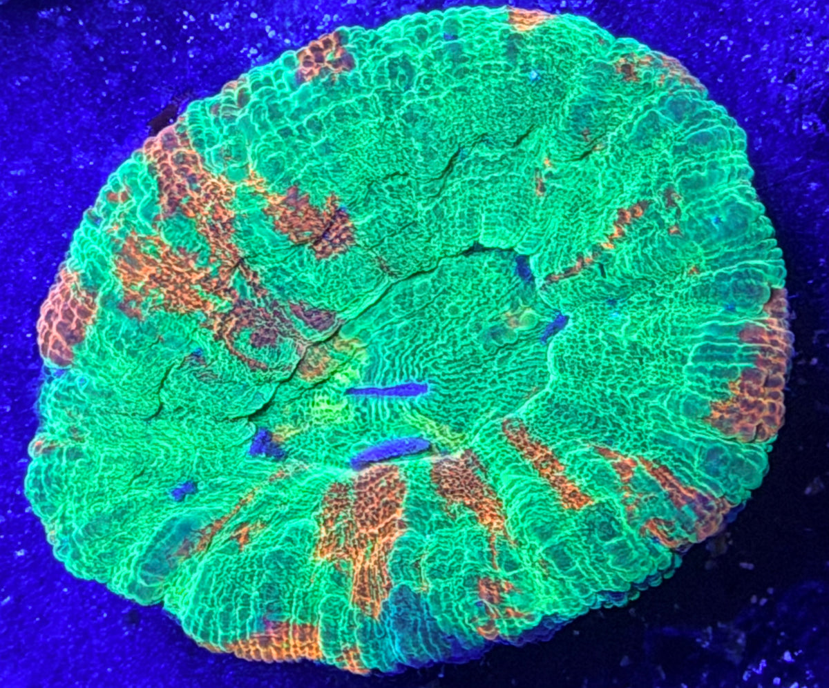 Ultra bleeding apple scoly with yellow