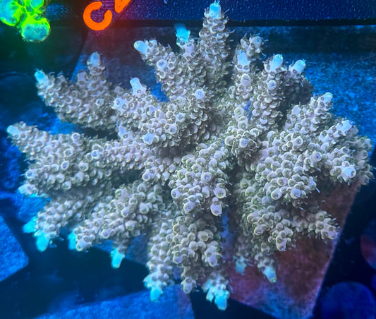 DBC Frozen Mocha colony