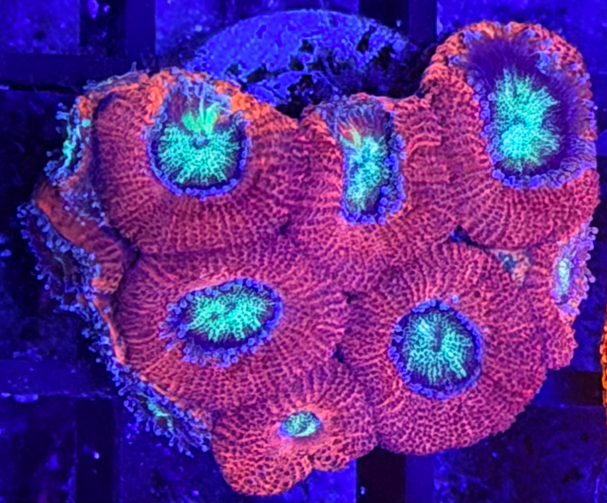 DBC cherry pop tart micromussa