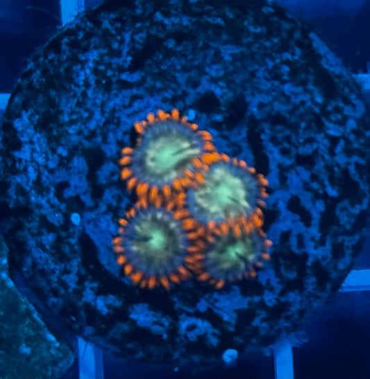 DBC Solar Eclipse Zoas