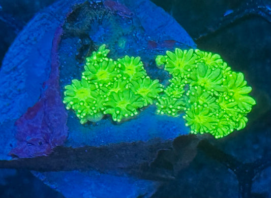 Lemon Lime Goni - small