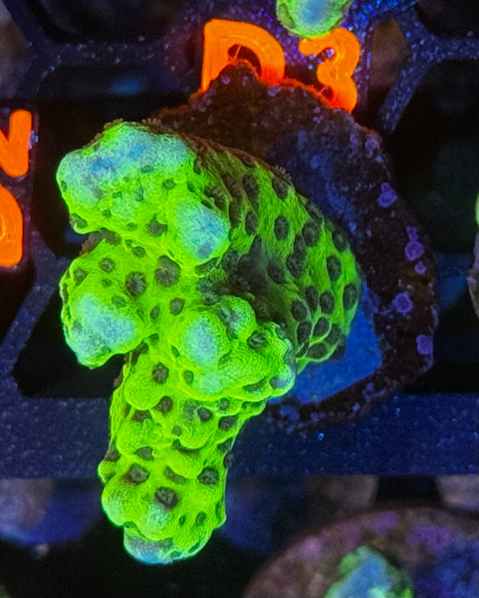 Slimeball Anacropora