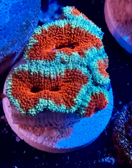 Mint Cherry Acan