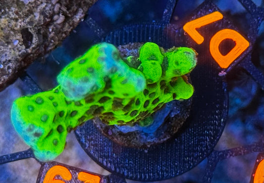Slimeball Anacropora