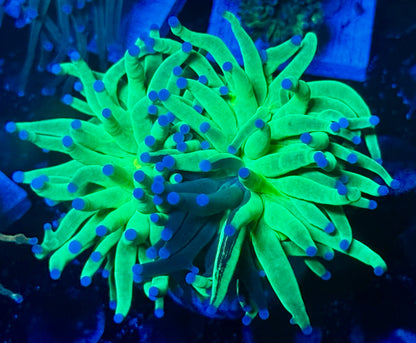 Natural grafted Holy Grail Torch