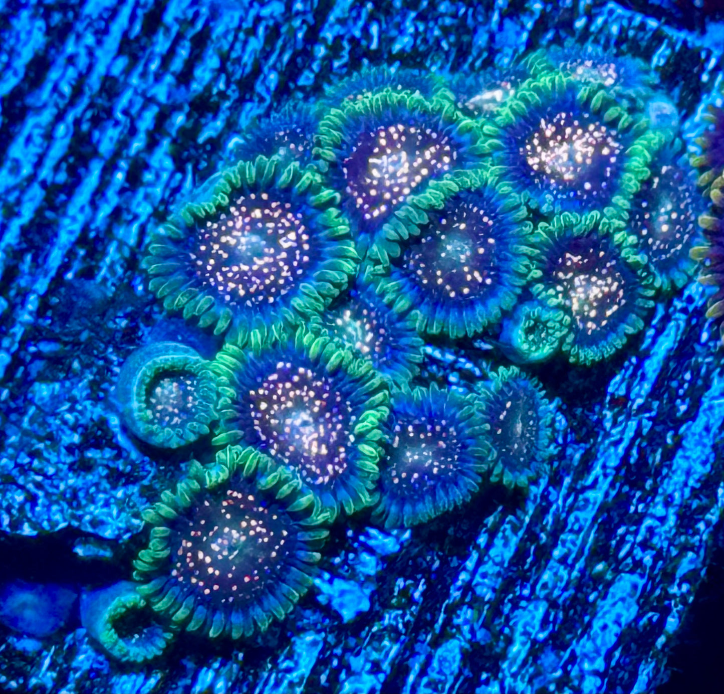 Cosmic Combustion Zoas