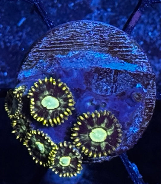 Murder Hornet Zoas