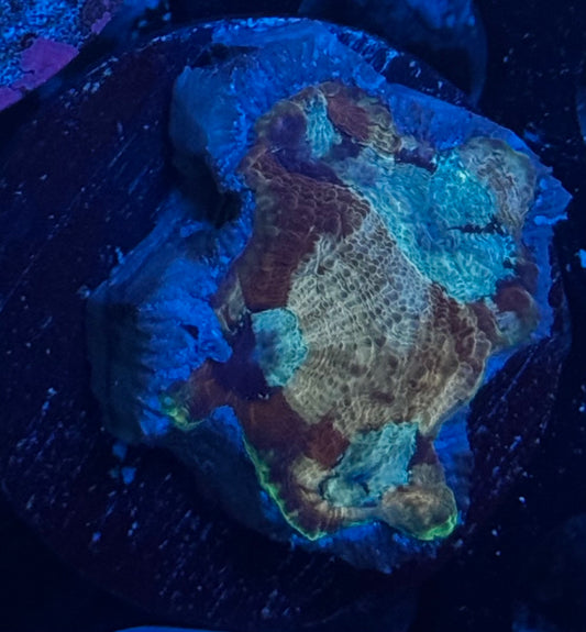 Acan Echinata - fire sale
