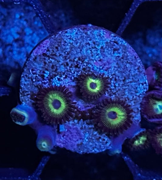 Bob Marley zoas