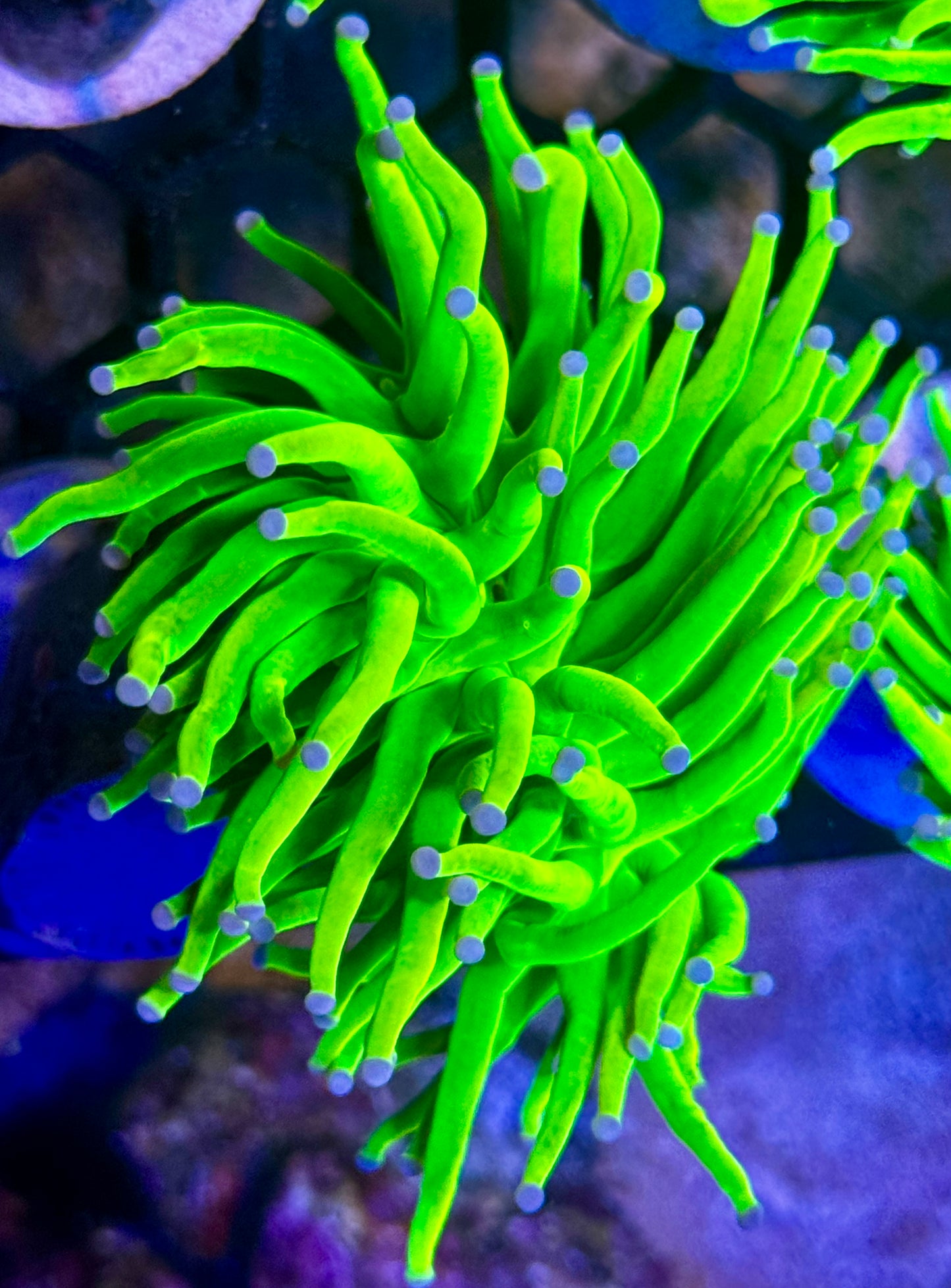 Early Black Friday HG Deal