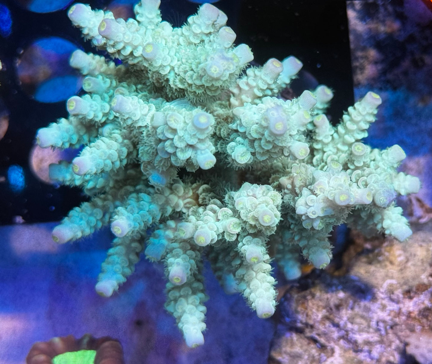 SPS colony