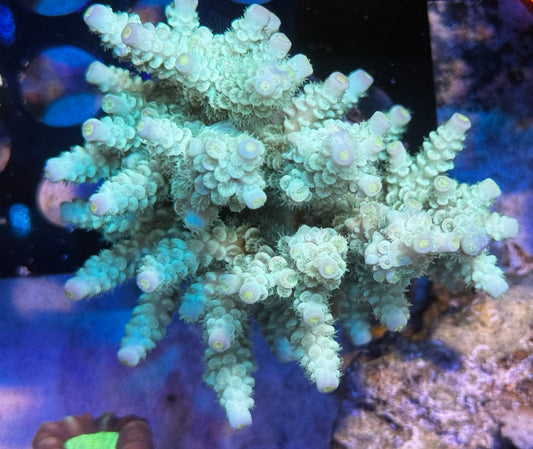 SPS colony