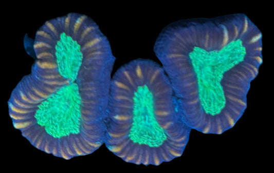 Candy Cane - 3 heads