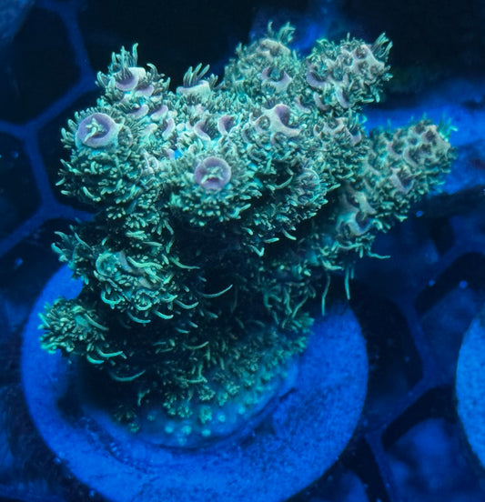 Mango Tango large frag