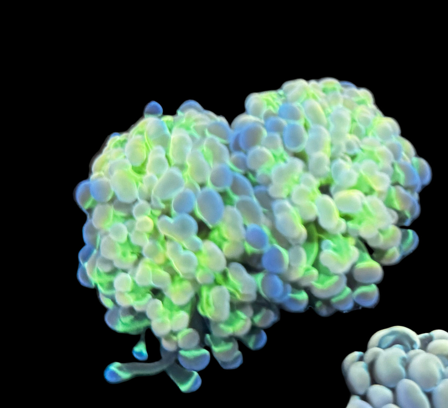 2 head Hologram Hammer