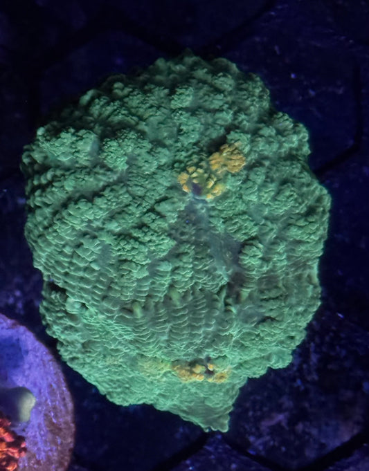 Green Carpet Mushroom - 2