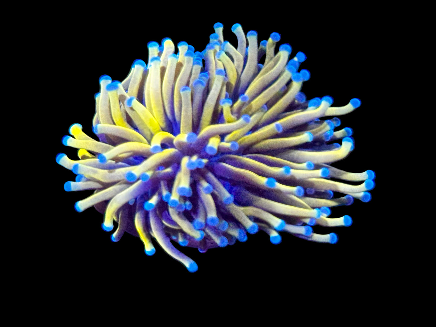 Blue tip banana torch