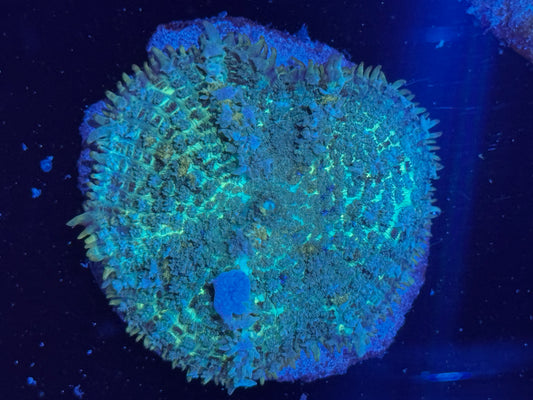 Blue Balls bounce mushroom