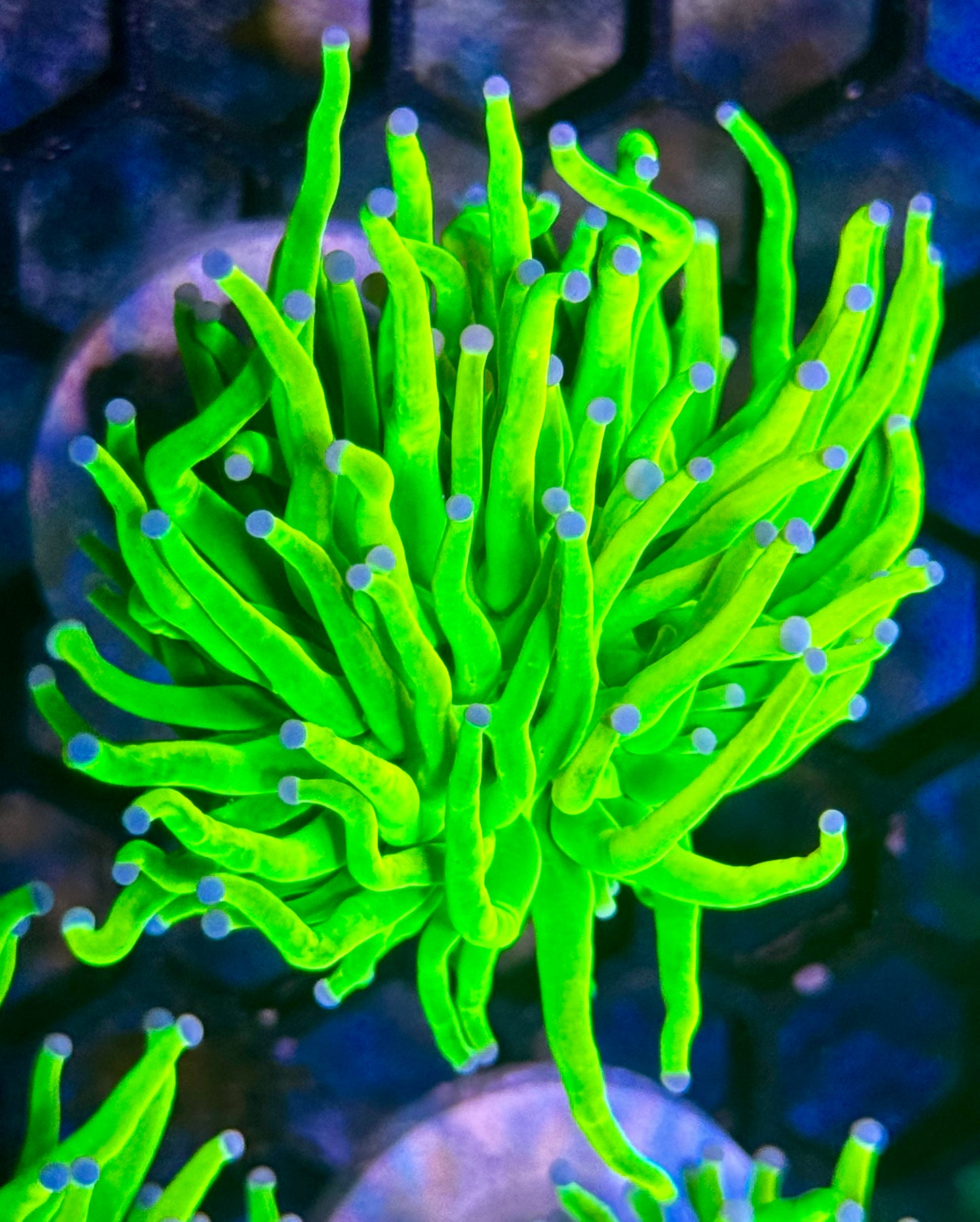 Early Black Friday HG Deal