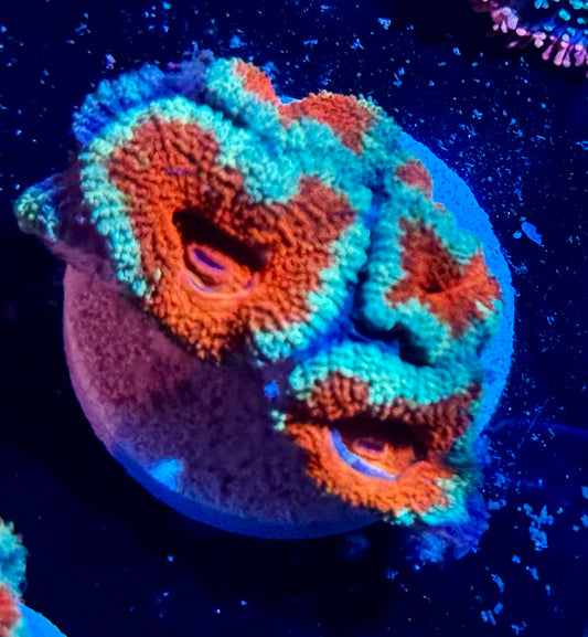 Mint Cherry Acan