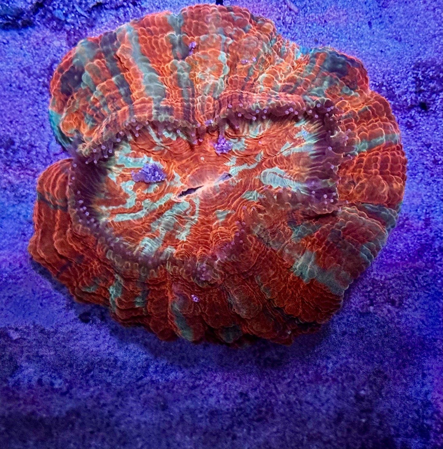 Ultra Rainbow Acantho