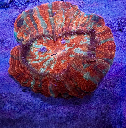 Ultra Rainbow Acantho