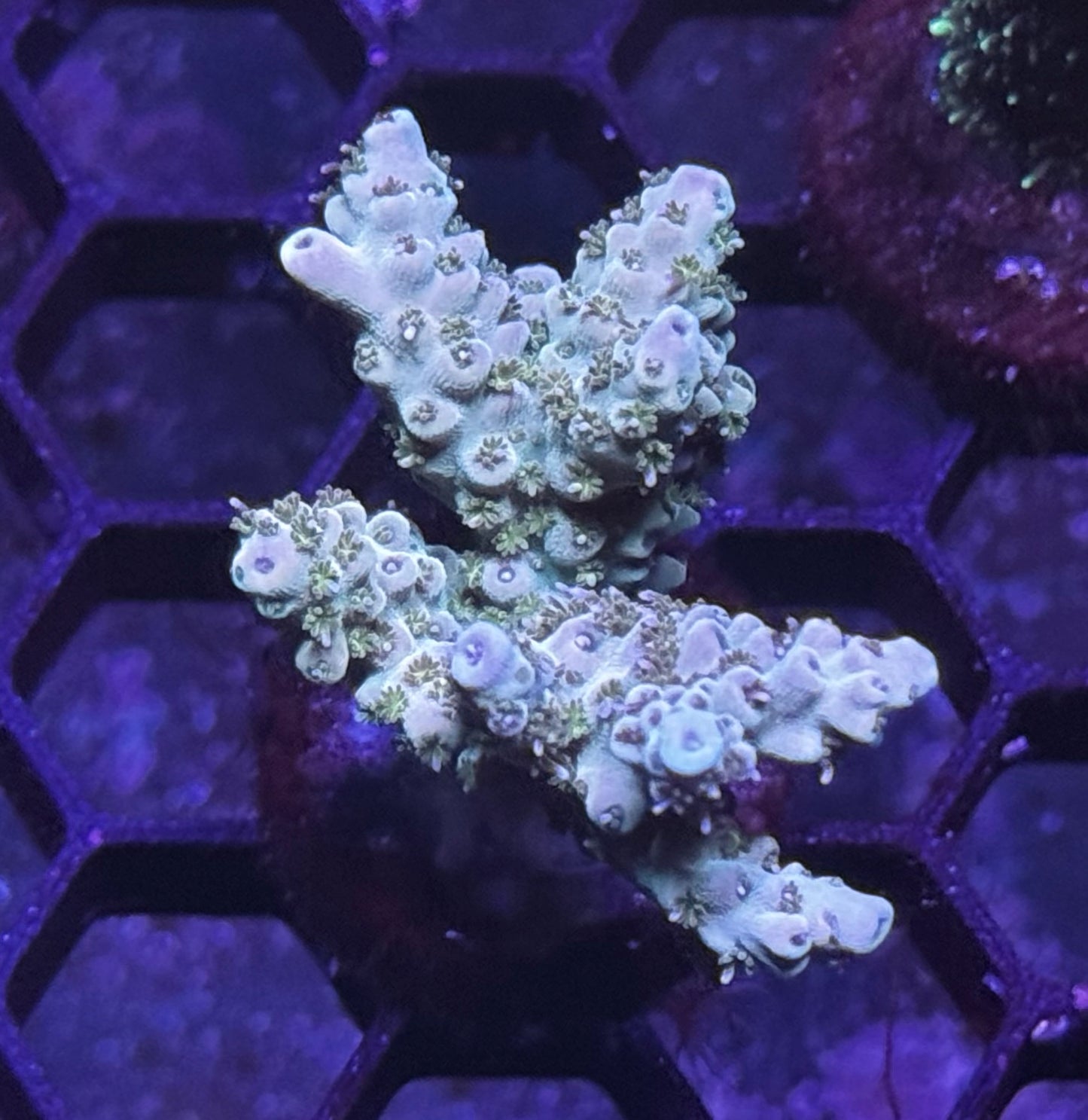 DBC dusty hills acro