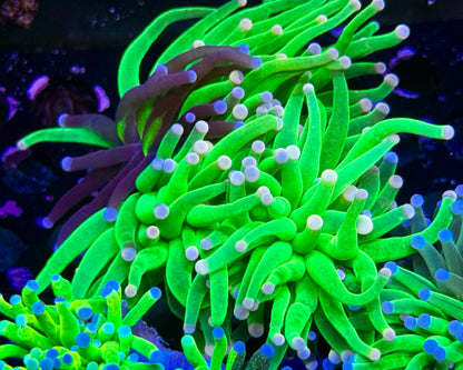 Pink Tip Grafted Holy Grail