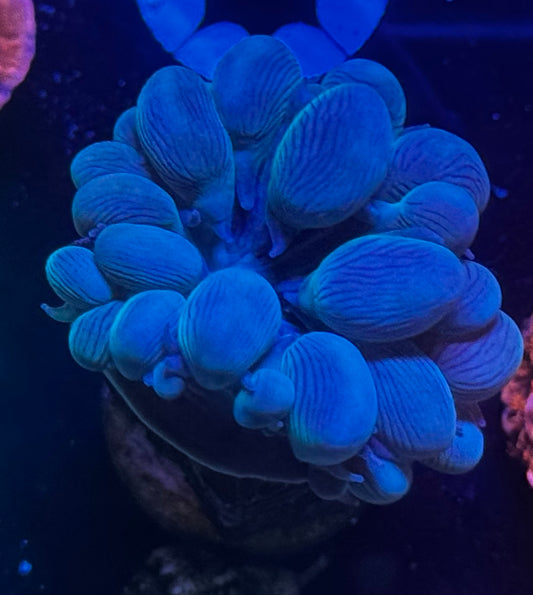 Bubble Coral