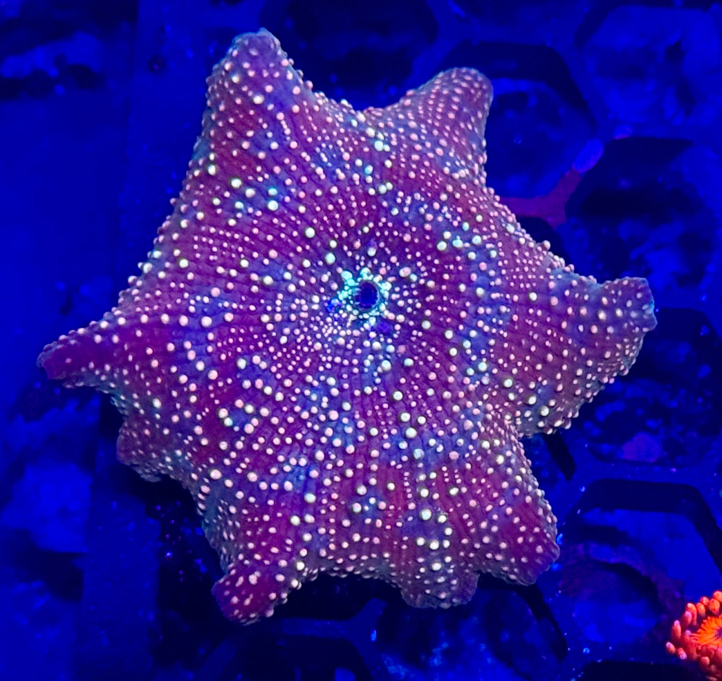 Rainbow Interstellar mushroom