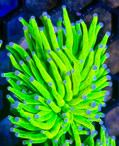 Early Black Friday HG Deal