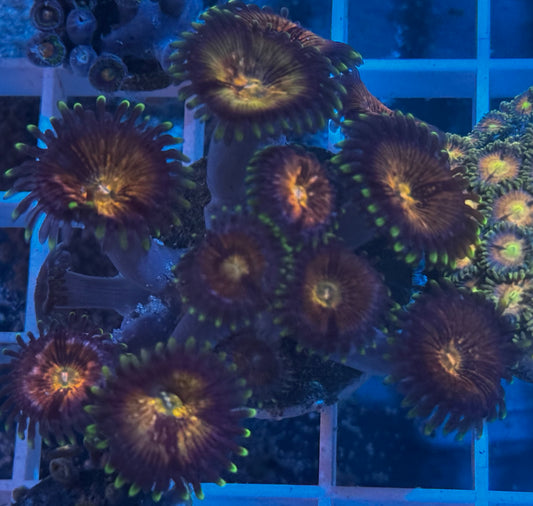 Nirvana Zoas