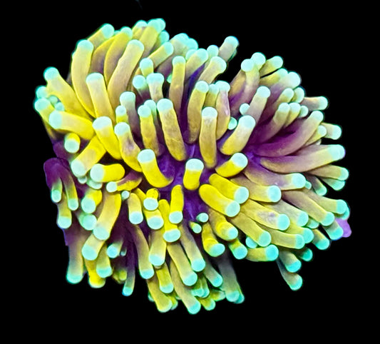 Single head banana torch