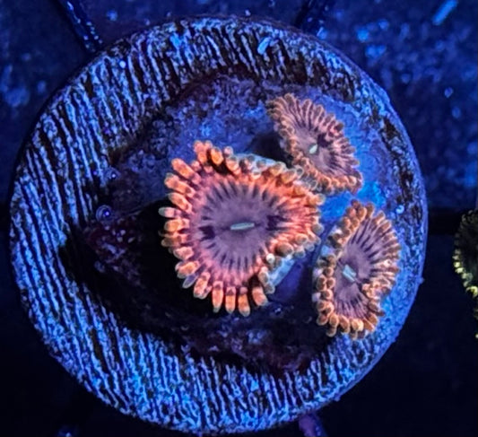 Fairy Fart zoas