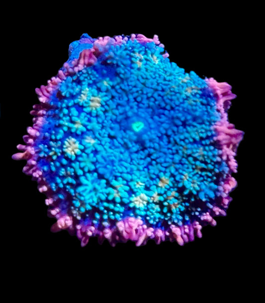 Rainbow Frankenstein Mushroom