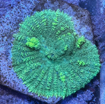 Green Bounce mushroom