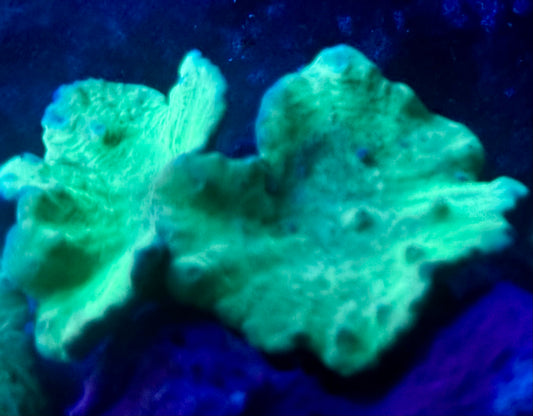 Cabbage leather - 2 pieces