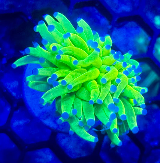 Early Black Friday HG Deal